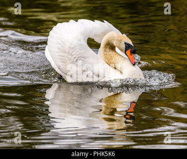 Cygne muet en mode Attaque en nageant dans un étang Banque D'Images