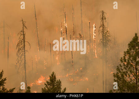 Flammes de la Taylor Creek et de la rivière Klondike incendies en forêt sèche en la Forêt Nationale Siskiyou Rogue River 11 août 2018 près de Grants Pass, Oregon. Banque D'Images