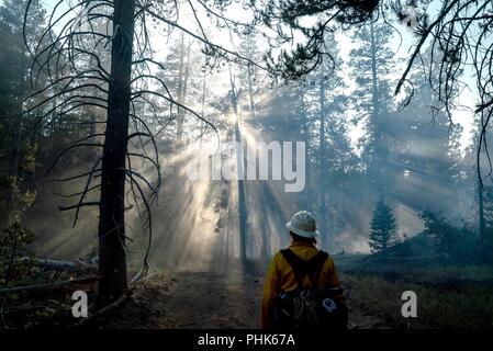 Un Cal State pompier, promenades à travers la fumée et la brume sèche à la suite d'une bataille presque tous le long de la fireline à la Donnell Incendie de forêt nationale Stanislaus 12 août 2018 près de Sonora, en Californie. Les 36 335 hectares de forêt ont brûlé et détruit 54 structures importantes dans le Nord de la Californie. Banque D'Images