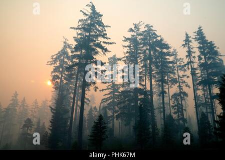 La fumée et la brume de Taylor Creek et de la rivière Klondike incendies enveloppe le ciel à la forêt nationale Siskiyou Rogue River le 8 août 2018 près de Grants Pass, Oregon. Banque D'Images