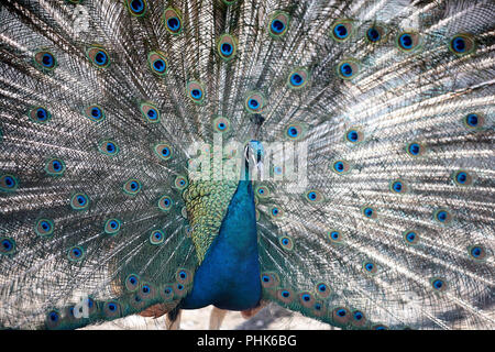 Un beau mâle paon plumes élargi. nice et couleurs à l'extérieur du parc. Banque D'Images