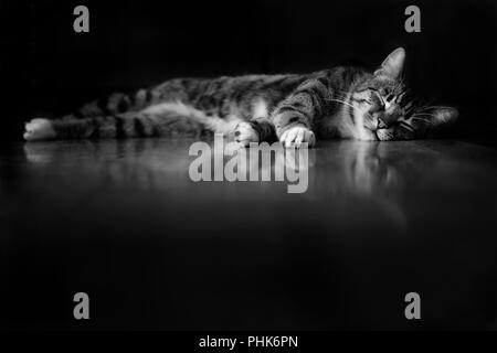 Beau chat tigré dormir allongé sur le sol montrant son reflet avec un fond noir et de premier plan, en noir et blanc Banque D'Images