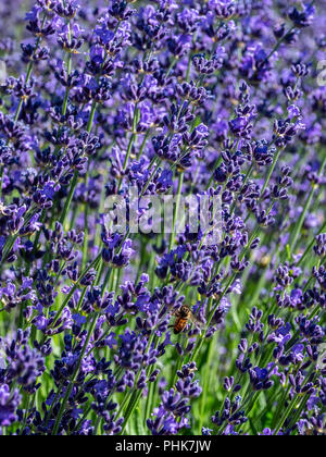 Bee coin sur la lavande en fleur, Grand Valley, Colorado. Banque D'Images