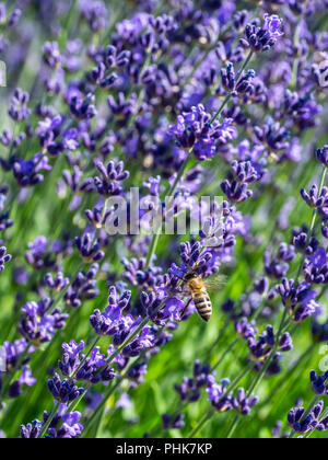 Bee coin sur la lavande en fleur, Grand Valley, Colorado. Banque D'Images