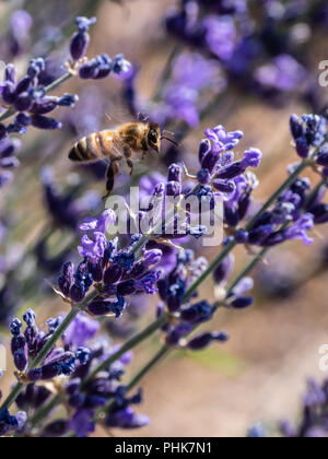 Bee coin sur la lavande en fleur, Grand Valley, Colorado. Banque D'Images