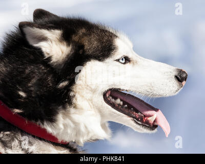 Cute Husky Sibérien dog walking outdoor Banque D'Images