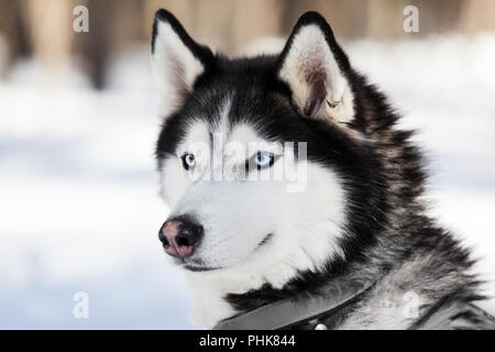 Cute Husky Sibérien dog walking outdoor Banque D'Images