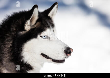 Cute Husky Sibérien dog walking outdoor Banque D'Images