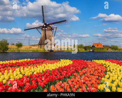 Les moulins à vent et des fleurs en Pays-Bas Banque D'Images