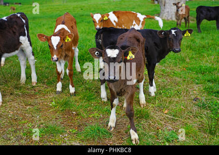 MATAURI, Nouvelle-zélande - voir des jeunes veaux, bovins élevés pour la viande de veau sur l'herbe dans une ferme en Nouvelle-Zélande. Banque D'Images