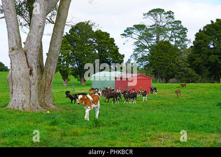 MATAURI, Nouvelle-zélande - voir des jeunes veaux, bovins élevés pour la viande de veau sur l'herbe dans une ferme en Nouvelle-Zélande. Banque D'Images