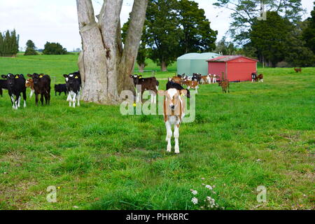 MATAURI, Nouvelle-zélande - voir des jeunes veaux, bovins élevés pour la viande de veau sur l'herbe dans une ferme en Nouvelle-Zélande. Banque D'Images