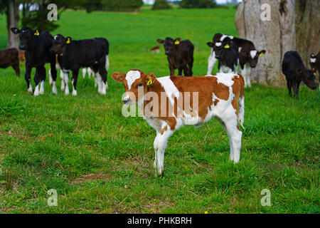 MATAURI, Nouvelle-zélande - voir des jeunes veaux, bovins élevés pour la viande de veau sur l'herbe dans une ferme en Nouvelle-Zélande. Banque D'Images