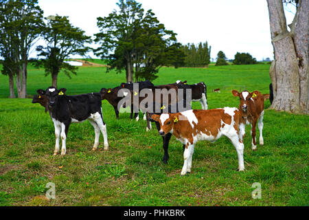 MATAURI, Nouvelle-zélande - voir des jeunes veaux, bovins élevés pour la viande de veau sur l'herbe dans une ferme en Nouvelle-Zélande. Banque D'Images