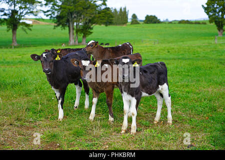 MATAURI, Nouvelle-zélande - voir des jeunes veaux, bovins élevés pour la viande de veau sur l'herbe dans une ferme en Nouvelle-Zélande. Banque D'Images