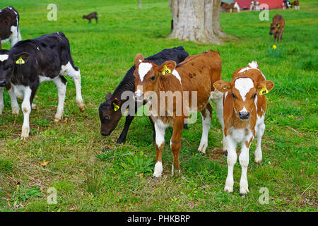 MATAURI, Nouvelle-zélande - voir des jeunes veaux, bovins élevés pour la viande de veau sur l'herbe dans une ferme en Nouvelle-Zélande. Banque D'Images