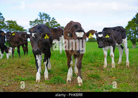 MATAURI, Nouvelle-zélande - voir des jeunes veaux, bovins élevés pour la viande de veau sur l'herbe dans une ferme en Nouvelle-Zélande. Banque D'Images