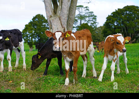 MATAURI, Nouvelle-zélande - voir des jeunes veaux, bovins élevés pour la viande de veau sur l'herbe dans une ferme en Nouvelle-Zélande. Banque D'Images