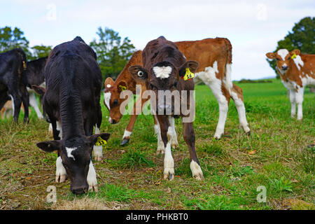 MATAURI, Nouvelle-zélande - voir des jeunes veaux, bovins élevés pour la viande de veau sur l'herbe dans une ferme en Nouvelle-Zélande. Banque D'Images