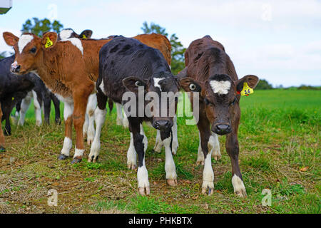 MATAURI, Nouvelle-zélande - voir des jeunes veaux, bovins élevés pour la viande de veau sur l'herbe dans une ferme en Nouvelle-Zélande. Banque D'Images