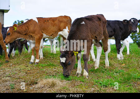 MATAURI, Nouvelle-zélande - voir des jeunes veaux, bovins élevés pour la viande de veau sur l'herbe dans une ferme en Nouvelle-Zélande. Banque D'Images