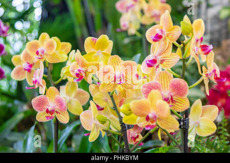 Une belle orchidée, fleur dans un jardin Banque D'Images