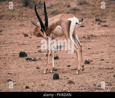 La gazelle de Waller (Gerenuk)Samburu National Reserve, Kenya Banque D'Images