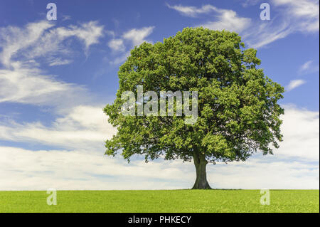 Seul big Oak tree in field with perfect treetop Banque D'Images