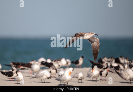 Goéland argenté Larus argentatus sur la plage de Clam Pass Banque D'Images