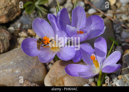 Crocus violet Banque D'Images