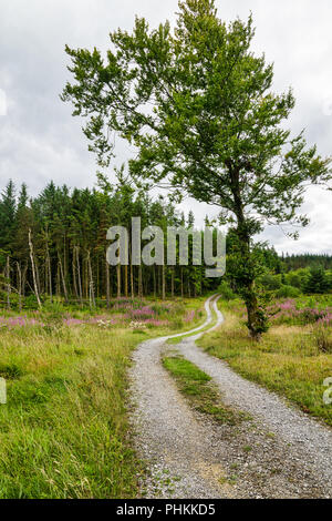 Photo d'une partie éloignée de l'Irlande. Il y a une route de terre qui va de une prairie dans une forêt de pins Banque D'Images