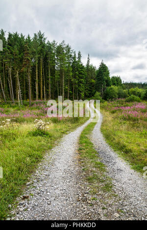Photo d'une partie éloignée de l'Irlande. Il y a une route de terre qui va de une prairie dans une forêt de pins Banque D'Images