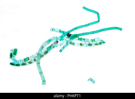 Vue microscopique d'algues Spirogyra Banque D'Images