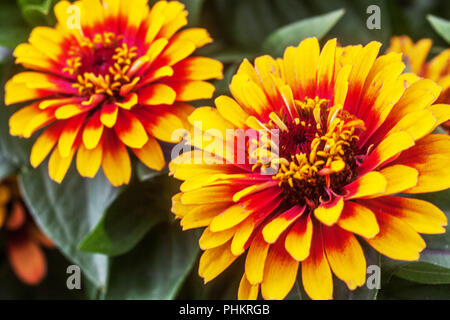 Orange Zinnia ' Swizzle jaune ' rustiques annuals Banque D'Images