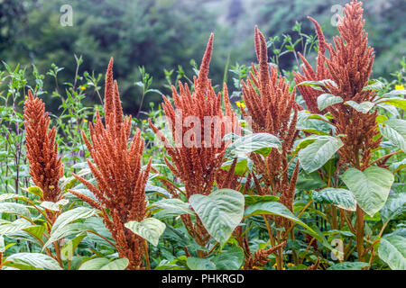 Fleur d'Amaranth, Biscuits chauds d'Amaranthus cruentus, amarante de plantes de jardin, amarante de grain mexicain Banque D'Images