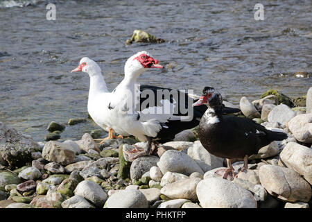 Les canards de Barbarie ou de canards de verrue, Cairina moschata, Banque D'Images