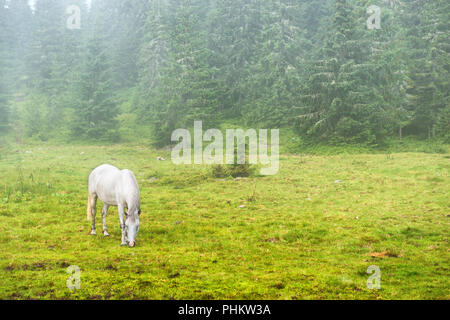 White Horse grazing on a green field Banque D'Images