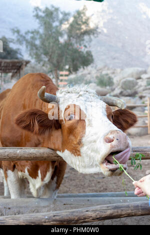 Vache Hereford mignon à la ferme (Bos taurus) Banque D'Images