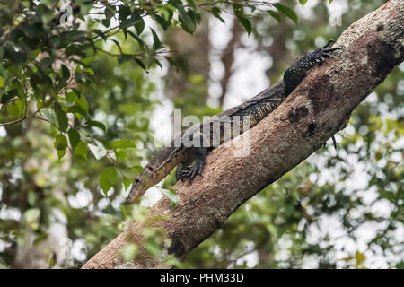 Contrôle de l'eau de l'Asie du Sud-Est (Varanus salvator) macromaculatur, rivière Sekonyer, Tanjung Puting NP, Kalimantan, Indonésie Banque D'Images