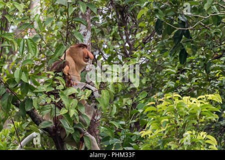 Mâle mature proboscis monkey (Nasalis larvatus) dans la jungle, parc national de Tanjung Puting, Kalimantan, Indonésie Banque D'Images