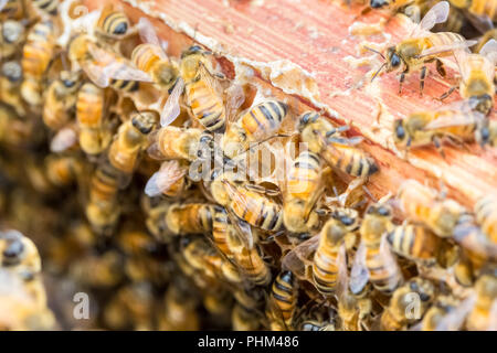 Les abeilles travailleuses sur beehive Banque D'Images
