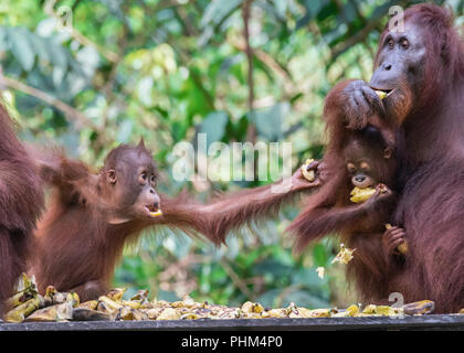 Moment de l'alimentation, de la mère et de deux jeunes orangs-outans, parc national de Tanjung Puting, Kalimantan Banque D'Images