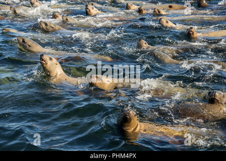 Les adolescents curieux, Sea Lion Rocks, l'île Banks, British Colulmbia Banque D'Images