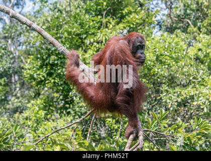 L'orang-outan sauvage posant à la fin d'une branche de la rivière Sekonyer, Tanjug Puting NP, Indonésie Banque D'Images