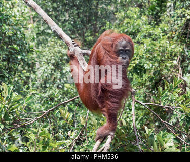 Orang-outans sauvages posant pour l'appareil photo par la rivière Sekonyer, Tanjug Puting NP, Indonésie Banque D'Images