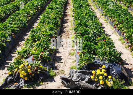 Champ de Fraises situé dans la glorieuse Sunshine Coast hinterland, Australie Banque D'Images