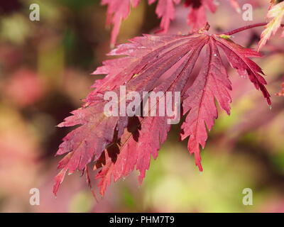 Japanese maple 'Aconitifolium' Banque D'Images