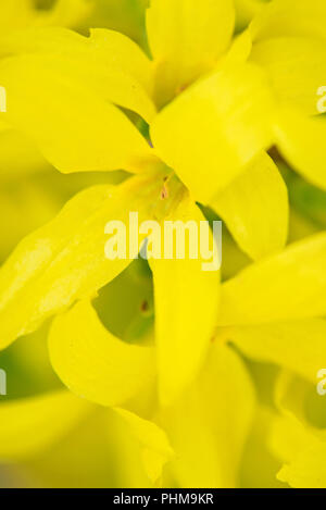 Un plan macro de fleurs de Forsythia. Banque D'Images