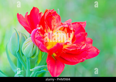 Belle macro rouge tulip sur fond vert Banque D'Images