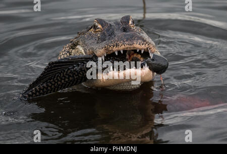 Alligator dans l'eau à la recherche de nourriture Banque D'Images